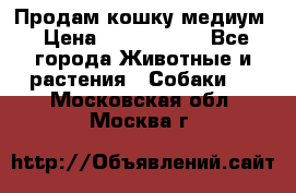 Продам кошку медиум › Цена ­ 6 000 000 - Все города Животные и растения » Собаки   . Московская обл.,Москва г.